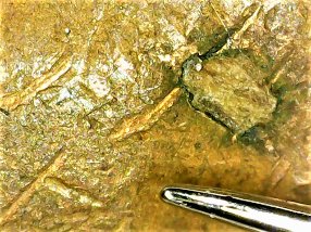 1956-D-Embedded-Staple?